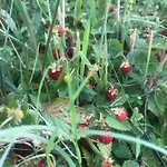 Agroturystyka Na Gorce Фермерский дом *