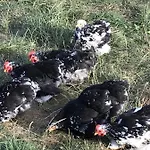 Agroturystyka Na Gorce * Nowa Wies Malborska
