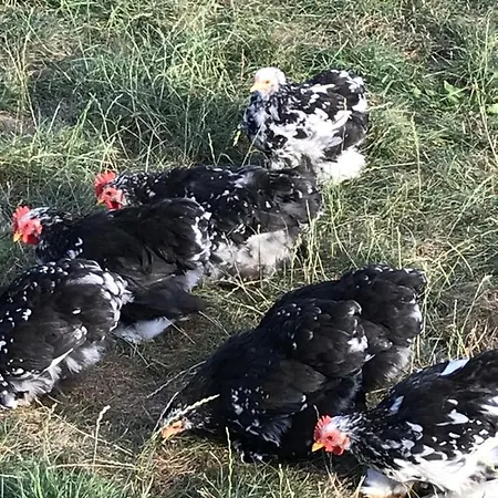Agroturystyka Na Gorce * Nowa Wies Malborska