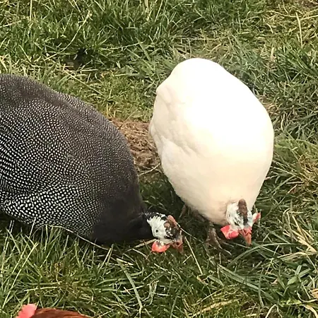Vakantieboerderij Na Gorce *