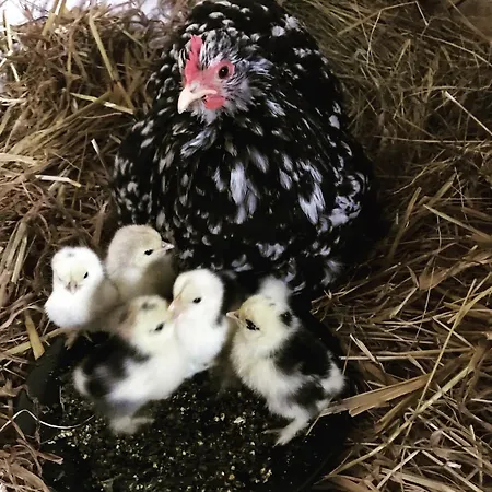 Gospodarstwo agroturystyczne Na Gorce *