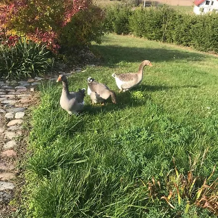 Vakantieboerderij Na Gorce Nowa Wies Malborska