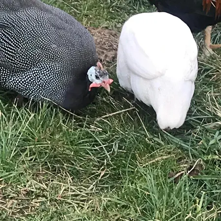 Gospodarstwo agroturystyczne Na Gorce *