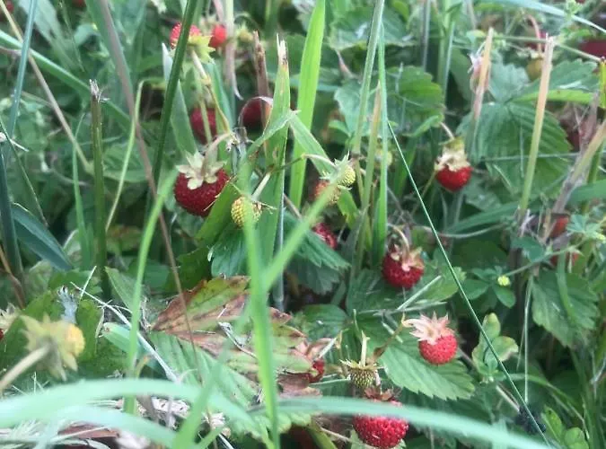 Na Gorce Gospodarstwo agroturystyczne *