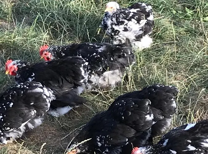 Na Gorce * Nowa Wies Malborska