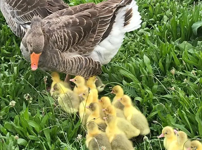 Na Gorce * Nowa Wies Malborska