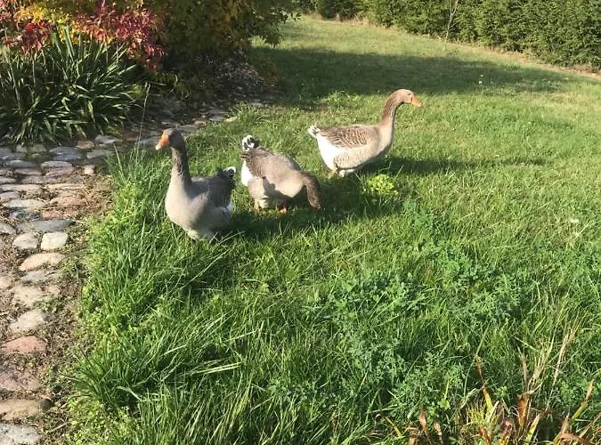 Gospodarstwo agroturystyczne Na Gorce Nowa Wies Malborska