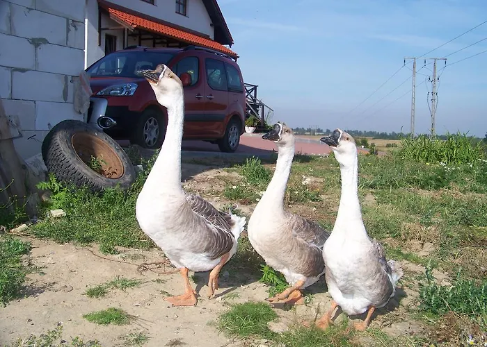 Na Gorce Nowa Wies Malborska